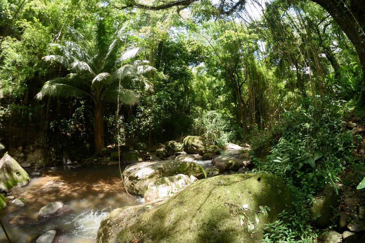 Canton Suisse Martinique Treehouse 빌라 외부 사진